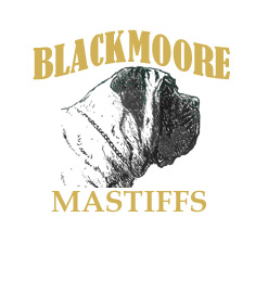 Blackmoore Mastiffs